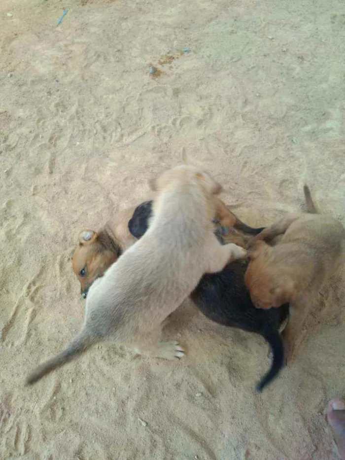 Cachorro ra a Vira lata idade Abaixo de 2 meses nome Sem nome