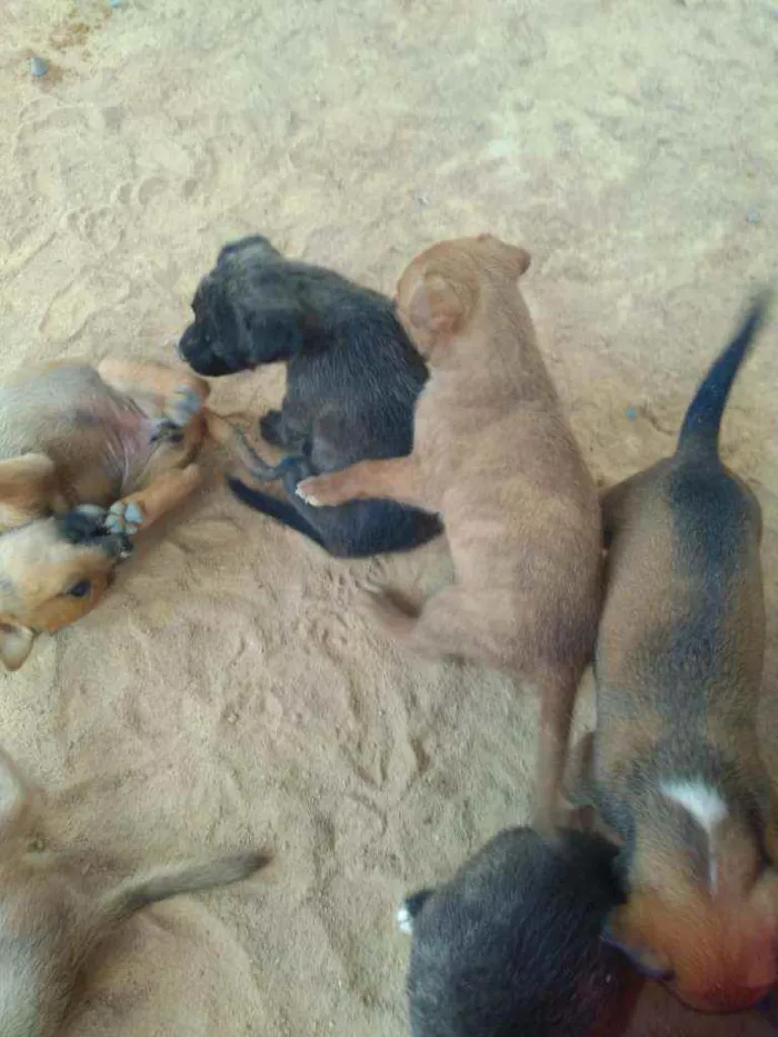 Cachorro ra a Vira lata idade Abaixo de 2 meses nome Sem nome