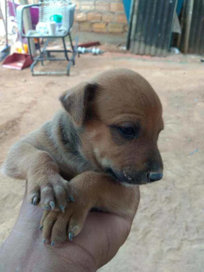 Cachorro ra a Vira lata idade Abaixo de 2 meses nome Sem nome