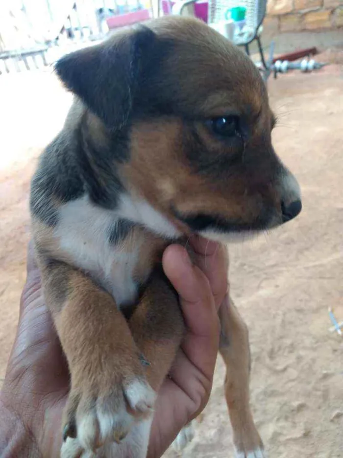 Cachorro ra a Vira lata idade Abaixo de 2 meses nome Sem nome