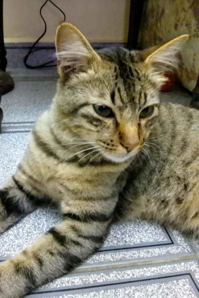 Gato ra a Srd idade 1 ano nome Menino