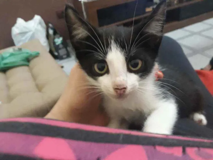 Gato ra a Srd idade Abaixo de 2 meses nome Sem nome