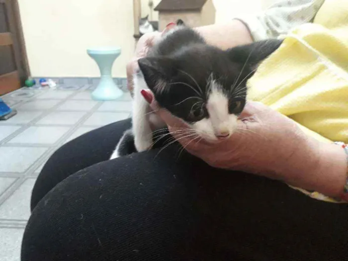Gato ra a Srd idade Abaixo de 2 meses nome Sem nome