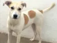 Cachorro raça Vira lata idade 7 a 11 meses nome Kiara