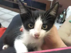 Gato raça Srd idade Abaixo de 2 meses nome Sem nome