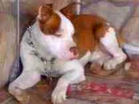 Cachorro ra a Pitt Bull  idade 1 ano nome Thanus