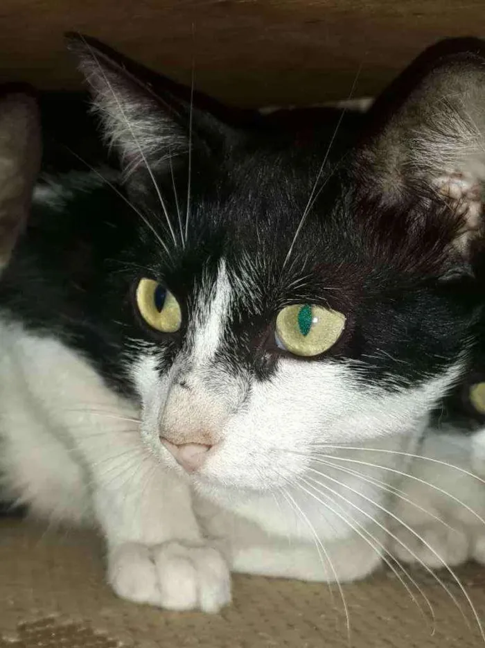 Gato raça Srd idade 1 ano nome Pupe