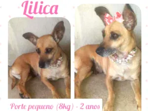 Cachorro raça SRD idade 2 anos nome Lilica