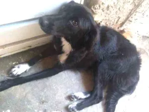 Cachorro raça Mista vira lata pastor alemão idade 7 a 11 meses nome Suzy