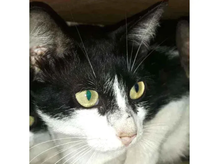 Gato raça Srd idade 1 ano nome Pupe