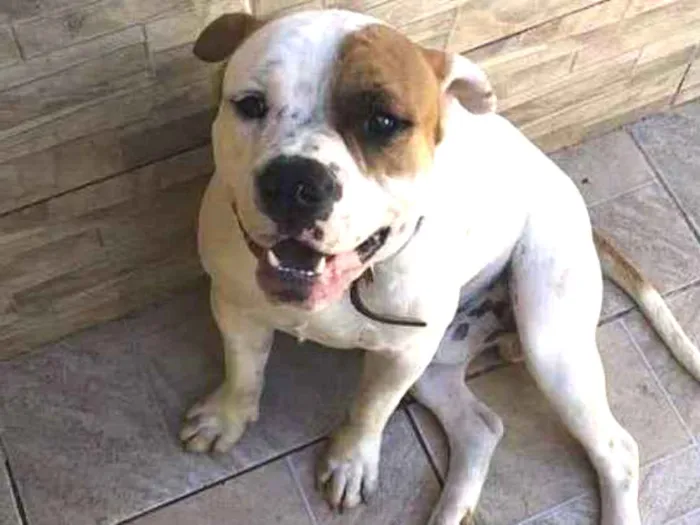 Cachorro ra a American Bully idade 2 anos nome Zeus 