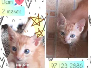 Cachorro raça SRD idade Abaixo de 2 meses nome Liam