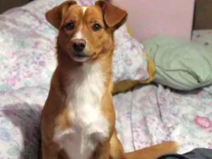 Cachorro raça Vira lata idade 2 a 6 meses nome Bilu