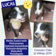 Lucas