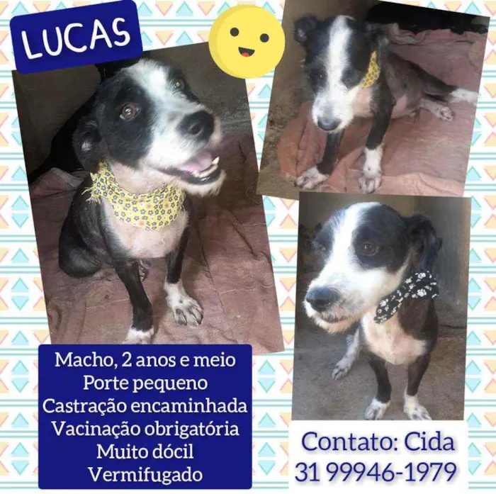 Cachorro raça SRD idade 2 anos nome Lucas