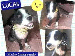 Cachorro raça SRD idade 2 anos nome Lucas