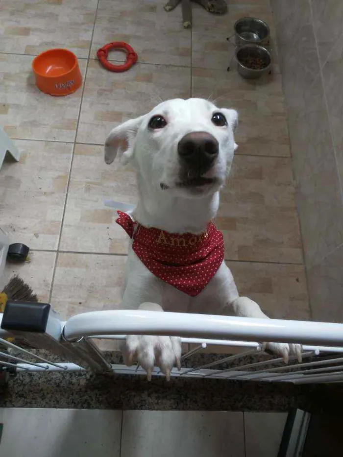 Cachorro ra a SRD idade 7 a 11 meses nome Amora