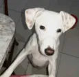 Amora