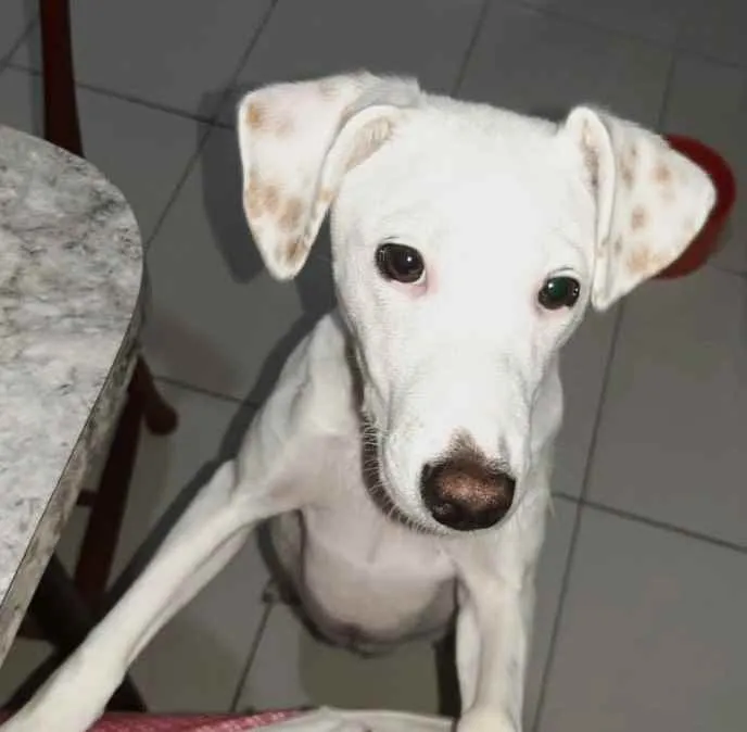 Cachorro ra a SRD idade 7 a 11 meses nome Amora