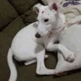 Amora