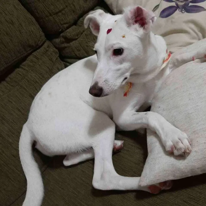 Cachorro ra a SRD idade 7 a 11 meses nome Amora