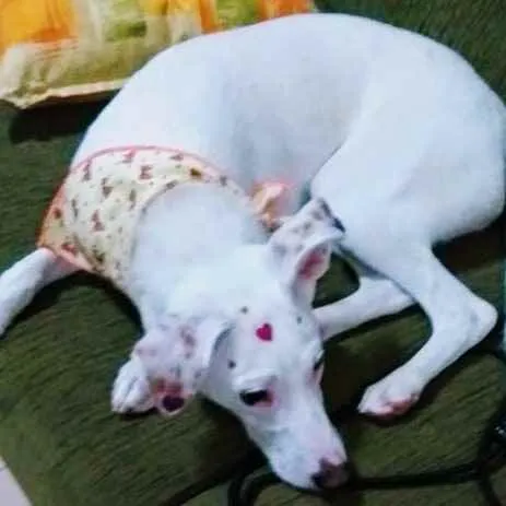 Cachorro ra a SRD idade 7 a 11 meses nome Amora