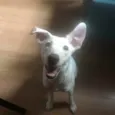 Amora