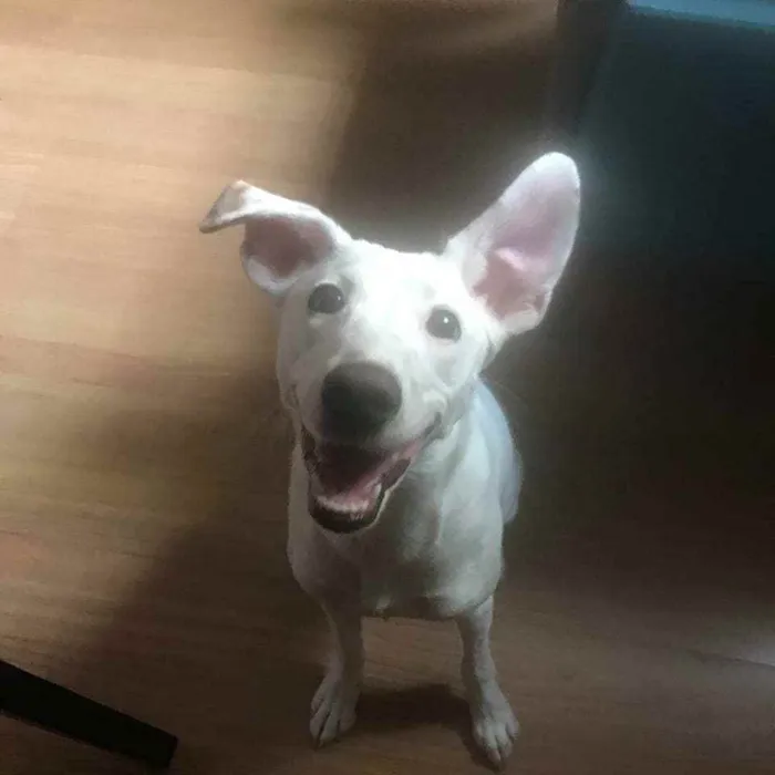 Cachorro ra a SRD idade 7 a 11 meses nome Amora