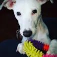 Amora