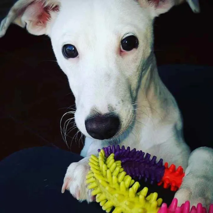 Cachorro ra a SRD idade 7 a 11 meses nome Amora