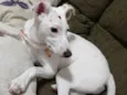 Amora