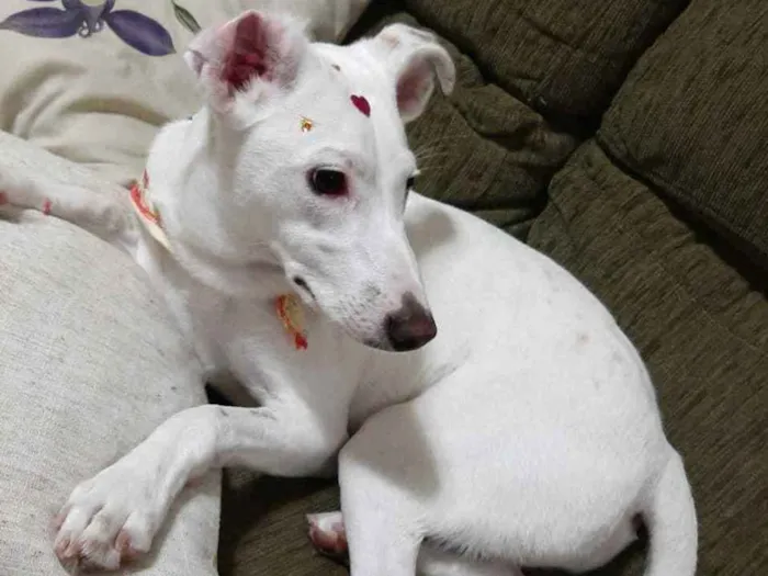 Cachorro ra a SRD idade 7 a 11 meses nome Amora