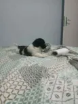 Rambo