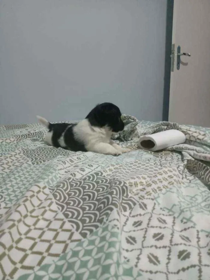 Cachorro ra a Srd idade Abaixo de 2 meses nome Rambo