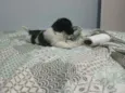 Rambo