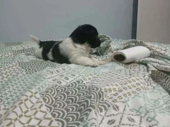 Cachorro ra a Srd idade Abaixo de 2 meses nome Rambo