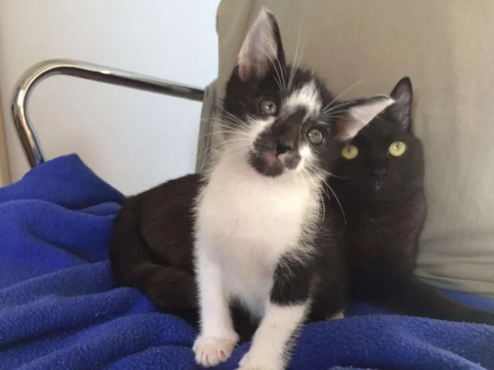 Gato raça SRD-ViraLata idade 2 a 6 meses nome Alcione e Gordon