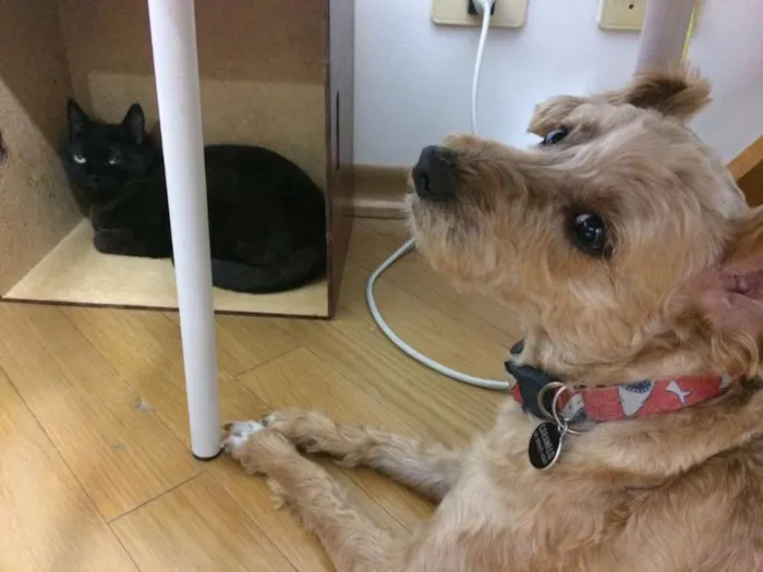 Gato raça SRD-ViraLata idade 2 a 6 meses nome Alcione e Gordon