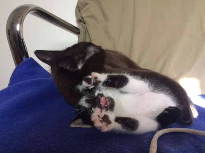 Gato raça SRD-ViraLata idade 2 a 6 meses nome Alcione e Gordon