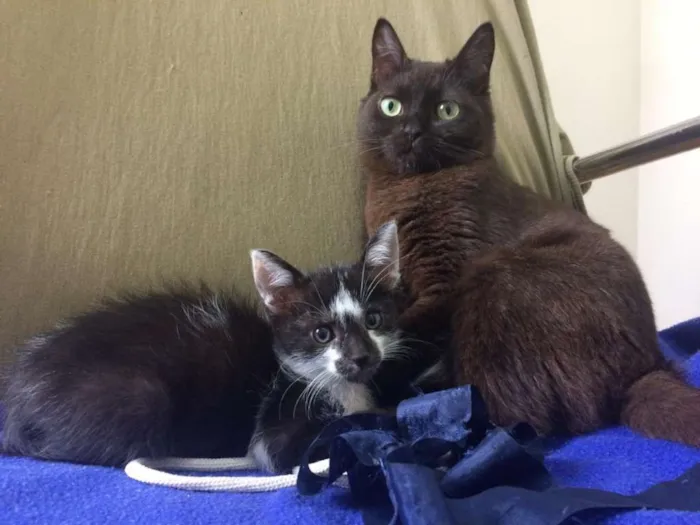 Gato raça SRD-ViraLata idade 2 a 6 meses nome Alcione e Gordon