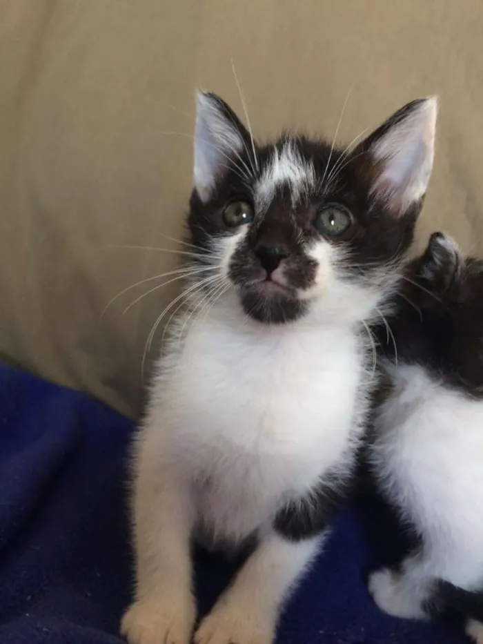 Gato raça SRD-ViraLata idade 2 a 6 meses nome Alcione e Gordon