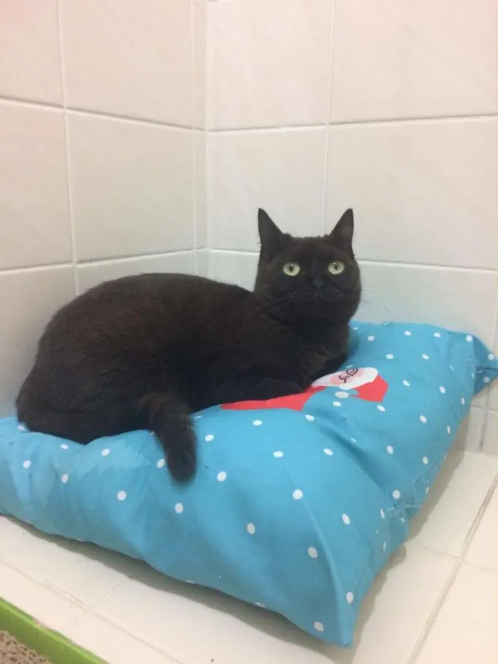 Gato raça SRD-ViraLata idade 2 a 6 meses nome Alcione e Gordon