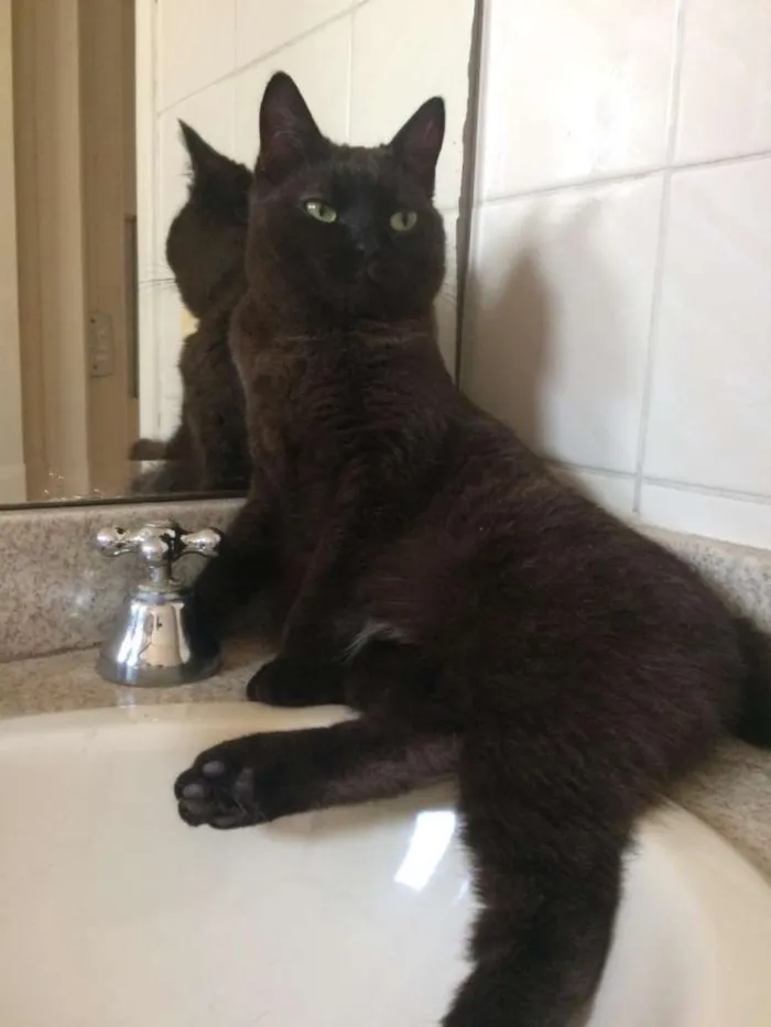 Gato raça SRD-ViraLata idade 2 a 6 meses nome Alcione e Gordon