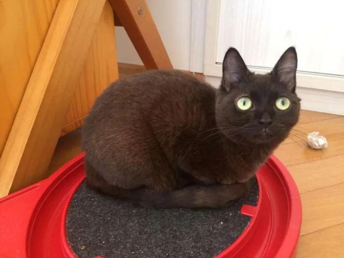 Gato raça SRD-ViraLata idade 2 a 6 meses nome Alcione e Gordon