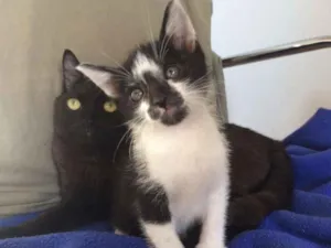 Gato raça SRD-ViraLata idade 2 a 6 meses nome Alcione e Gordon