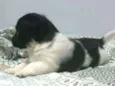 Rambo