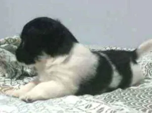 Cachorro raça Srd idade Abaixo de 2 meses nome Rambo