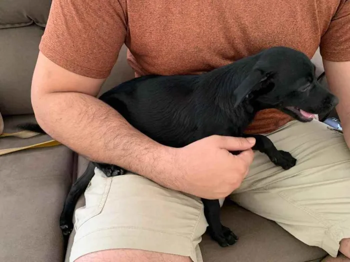 Cachorro raça Vira lata idade 2 a 6 meses nome Dory