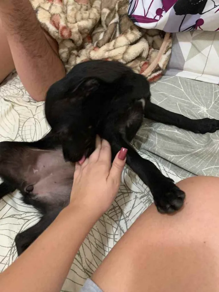 Cachorro raça Vira lata idade 2 a 6 meses nome Dory