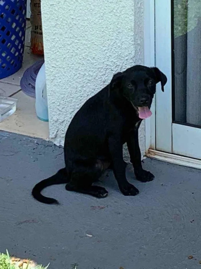 Cachorro raça Vira lata idade 2 a 6 meses nome Dory